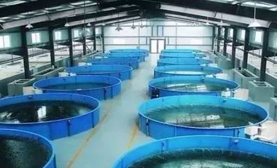 既要養好魚，又要護生態 一文秒懂《工廠化水產養殖系統》安裝指南